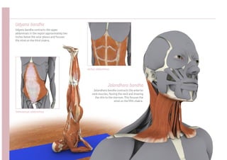 Udyana bandha
Udyana bandha contracts the upper
abdominals in the region approximately two
inches below the solar plexus and focuses
the mind on the third chakra.




                                             rectus abdominus




                                                             Jalandhara bandha
                                                 Jalandhara bandha contracts the anterior
                                                neck muscles, exing the neck and drawing
                                                  the chin to the sternum. This focuses the
                                                                   mind on the fth chakra.


transversus abdominus
 