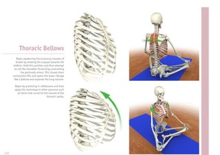 Thoracic Bellows
         Begin awakening the accessory muscles of
         breath by drawing the scapula towards the
      midline. Hold this position and then attempt
       to roll the shoulders forward by contracting
              the pectoralis minor. This closed chain
      contraction lifts and opens the lower ribcage
       like a bellows and expands the lung volume.

       Begin by practicing in siddhasana and then
       apply this technique to other postures such
         as twists that constrict the volume of the
                                    thoracic cavity.




216
 
