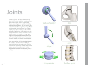 Joints
     As with the bones, the shape of the joints re-
       ects their function (and their function re ects
     their shape). Joints come in a spectrum of
     shapes, depending on the mobility or stability
                                                           ball and socket       hip
     they require. For example, the hip joint is a ball
     and socket while the knee joint is a hinge. A ball
     and socket type hip joint confers the greatest
     mobility in all planes and is useful for activities
     such changing direction while walking and run-
     ning (or reaching in various directions to grasp
     objects, as with the shoulder). A hinge type
     knee joint provides greater stability and is use-
     ful for propelling the body forward (or drawing
     an object towards the body, as with the elbow).

     Other joints such as the intervertebral between
     the vertebrae allow for limited mobility be-
     tween individual vertebrae but great stability
                                                                                knee
     to protect the spinal cord. Mobility of the spinal
     column comes from combining the limited                   hinge
     movement of individual intervertebral joints as
     a whole.




22
                                                            compressive      lumbar spine
 