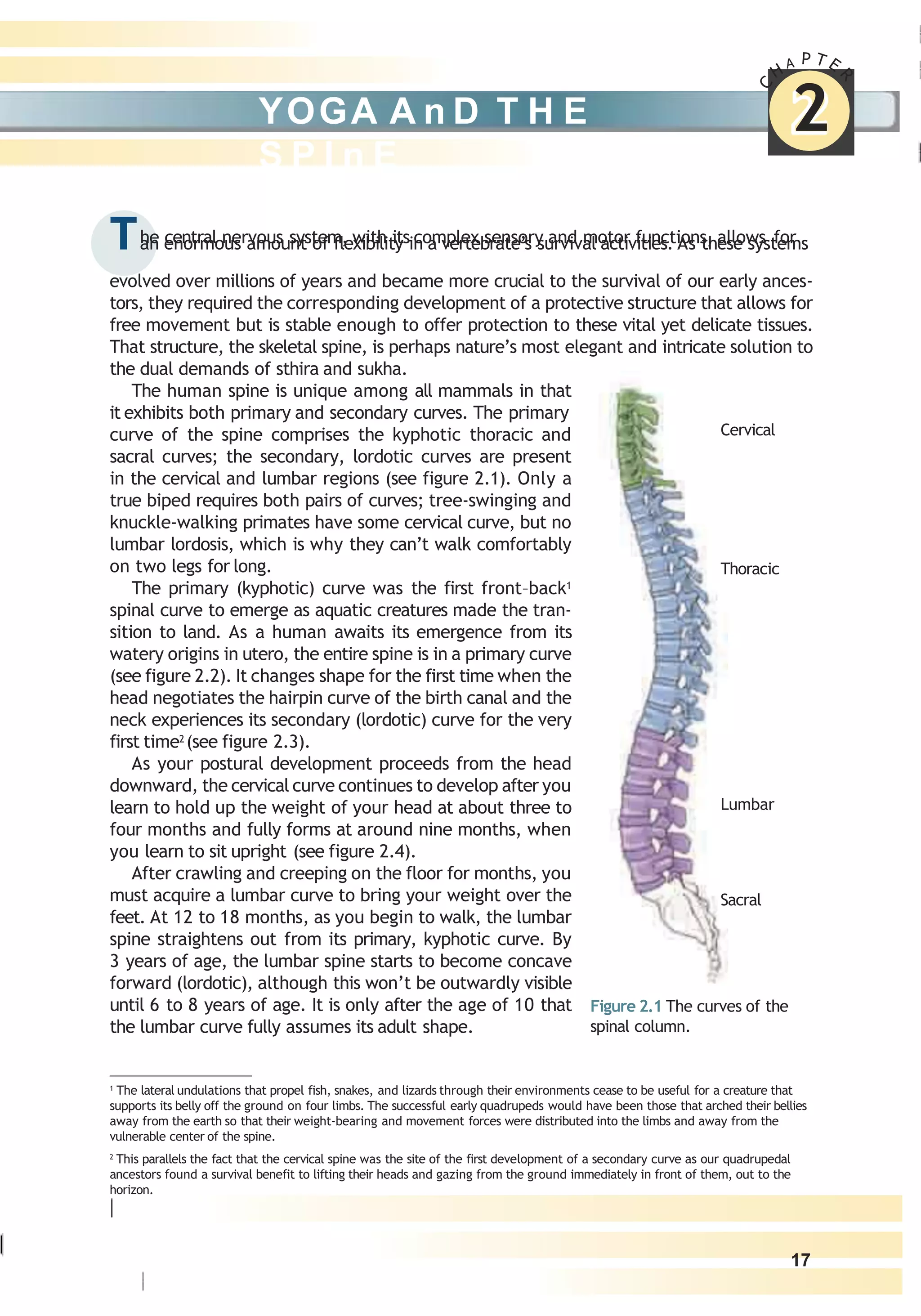 Yoga anatomy for poses PDF Yoga anatomy for poses PDF