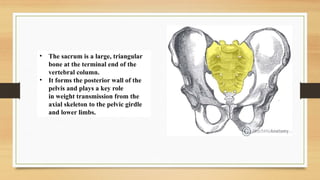 Anatomical structres of Sacrum and coccyx Bone | PPTX