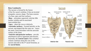 Anatomical structres of Sacrum and coccyx Bone | PPTX