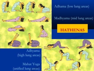Adhama (low lung areas)
Madhyama (mid lung areas)
Adhyama
(high lung areas)
Mahat Yoga
(unified lung areas)
HATHENAS
 