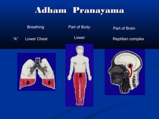 Adham PranayamaAdham Pranayama
“A”
Breathing Part of Body Part of Brain
Lower Chest Lower Reptilian complex
 
