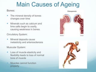 Main Causes of Ageing
Bones:
 The mineral density of bones
changes over time
 Minerals such as calcium and
lime salts begin to ossify,
causing weakness in bones
Circulatory System:
 Mineral deposits cause
inelasticity and arteriosclerosis
Muscular System:
 Loss of muscle elasticity and
flexibility leads to loss of normal
tone of muscle
 Muscles cannot function
properly
 