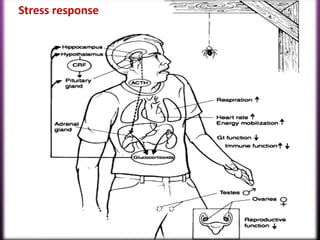 Stress response
 