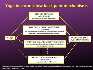 Yoga in chronic low back pain-mechanisms
Sherman et al., Comparison of yoga versus stretching for chronic low back pain: protocol for the Yoga Exercise Self-care
(YES) trial. Trials 2010; 11:36
 