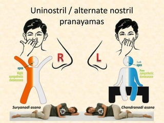 Uninostril / alternate nostril
pranayamas
Suryanadi asana Chandranadi asana
 