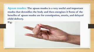 Apaan mudra: The apaan mudra is a very useful and important
mudra that detoxifies the body and then energizes it Some of the
benefits of apaan mudra are for constipation, anuria, and delayed
child delivery.
Fig:
 