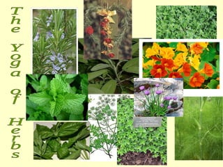 The Yoga of Herbs 