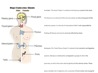 Sahasrara: “The Crown Chakra” may be seen similarly to the pituitary gland,  which secretes hormones to communicate to the rest of the endocrine system and connects to the central nervous system via the hypothalamus.  Ajna: “The Brow Chakra” (also known as the third eye chakra) is linked to the pineal gland which may inform a model of its envisioning. The pineal gland is a light sensitive gland that produces the hormone melatonin, which regulates sleep and waking up. Vishuddha: “The Throat Chakra” may be understood as relating to communication and growth through expression. This chakra is paralleled to the thyroid, a gland that is also in the throat and which produces thyroid hormone, responsible for growth and maturation. Anahata: “The Heart Chakra” is related to the thymus, located in the chest. The thymus is an element of the immune system as well as being part of the endocrine system. It is the site of maturation of the T cells responsible for fending off disease and may be adversely affected by stress.Manipura: The “Solar Plexus Chakra” is related to the metabolic and digestive systems. Manipura is believed to correspond to groups of cells in the pancreas, as well as the outer adrenal glands and the adrenal cortex. These play a valuable role in digestion, the conversion of food matter into energy for the body. Svadhisthana: “The Sacral Chakra” is located in the sacrum (hence the name) and is considered to correspond to the testes or the ovaries that produce the various sex hormones involved in the reproductive cycle. Svadhisthana is considered to be related to, more generally, the genitourinary system and the adrenals.Muladhara: “The Base Chakra” is related to instinct, security, survival and basic human potentiality. This centre is located in the region between the genitals and the anus. Although no endocrine organ is placed here, it is said to relate to the gonads and the adrenal medulla, responsible for the fight-or-flight response when survival is under threat.