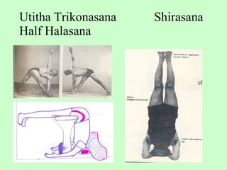 Utitha Trikonasana  Shirasana Half Halasana  