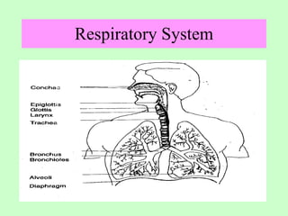 Respiratory System 