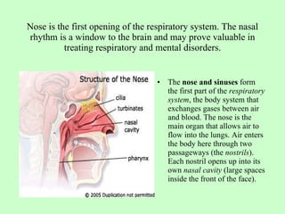 Nose is the first opening of the respiratory system. The nasal rhythm is a window to the brain and may prove valuable in treating respiratory and mental disorders. The  nose and sinuses  form the first part of the  respiratory system , the body system that exchanges gases between air and blood. The nose is the main organ that allows air to flow into the lungs. Air enters the body here through two passageways (the  nostrils ). Each nostril opens up into its own  nasal cavity  (large spaces inside the front of the face). 