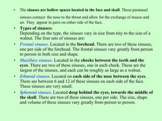 The  sinuses are hollow spaces located in the face and skull . These paranasal sinuses connect   the nose to the throat and allow for the exchange of mucus and air. They  appear in pairs on either side of the face.   Types of sinuses: Depending on the type, the sinuses vary in size from tiny to the size of a walnut. The four sets of sinuses are: Frontal sinuses . Located in the  forehead.  There are two of these sinuses, one per side of the forehead. The frontal sinuses vary greatly from person to person in both size and shape. Maxillary sinuses . Located in the  cheeks between the teeth and the eyes . There are two of these sinuses, one in each cheek. These are the largest of the sinuses, and each can be roughly as large as a walnut. Ethmoid sinuses . Located on  each side of the nose between the eyes . There are between 6 and 12 of these sinuses on each side of the face. These sinuses are very small. Sphenoid sinuses . Located  deep behind the eyes, towards the middle of the skull . There are two of these sinuses, one per side. The size, shape and volume of these sinuses vary greatly from person to person. 