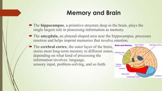 Memory and Brain
 The hippocampus, a primitive structure deep in the brain, plays the
  single largest role in processing information as memory.
 The amygdala, an almond-shaped area near the hippocampus, processes
  emotion and helps imprint memories that involve emotion.
 The cerebral cortex, the outer layer of the brain,
  stores most long-term memory in different zones,
  depending on what kind of processing the
  information involves: language,
  sensory input, problem-solving, and so forth.
 