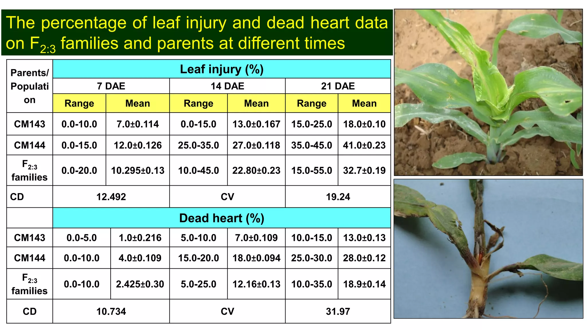 Parents/
Populati
on
Leaf injury (%)
7 DAE 14 DAE 21 DAE
Range Mean Range Mean Range Mean
CM143 0.0-10.0 7.0±0.114 0.0-15.0 13.0±0.167 15.0-25.0 18.0±0.10
CM144 0.0-15.0 12.0±0.126 25.0-35.0 27.0±0.118 35.0-45.0 41.0±0.23
F2:3
families
0.0-20.0 10.295±0.13 10.0-45.0 22.80±0.23 15.0-55.0 32.7±0.19
CD 12.492 CV 19.24
Dead heart (%)
CM143 0.0-5.0 1.0±0.216 5.0-10.0 7.0±0.109 10.0-15.0 13.0±0.13
CM144 0.0-10.0 4.0±0.109 15.0-20.0 18.0±0.094 25.0-30.0 28.0±0.12
F2:3
families
0.0-10.0 2.425±0.30 5.0-25.0 12.16±0.13 10.0-35.0 18.9±0.14
CD 10.734 CV 31.97
The percentage of leaf injury and dead heart data
on F2:3 families and parents at different times
 