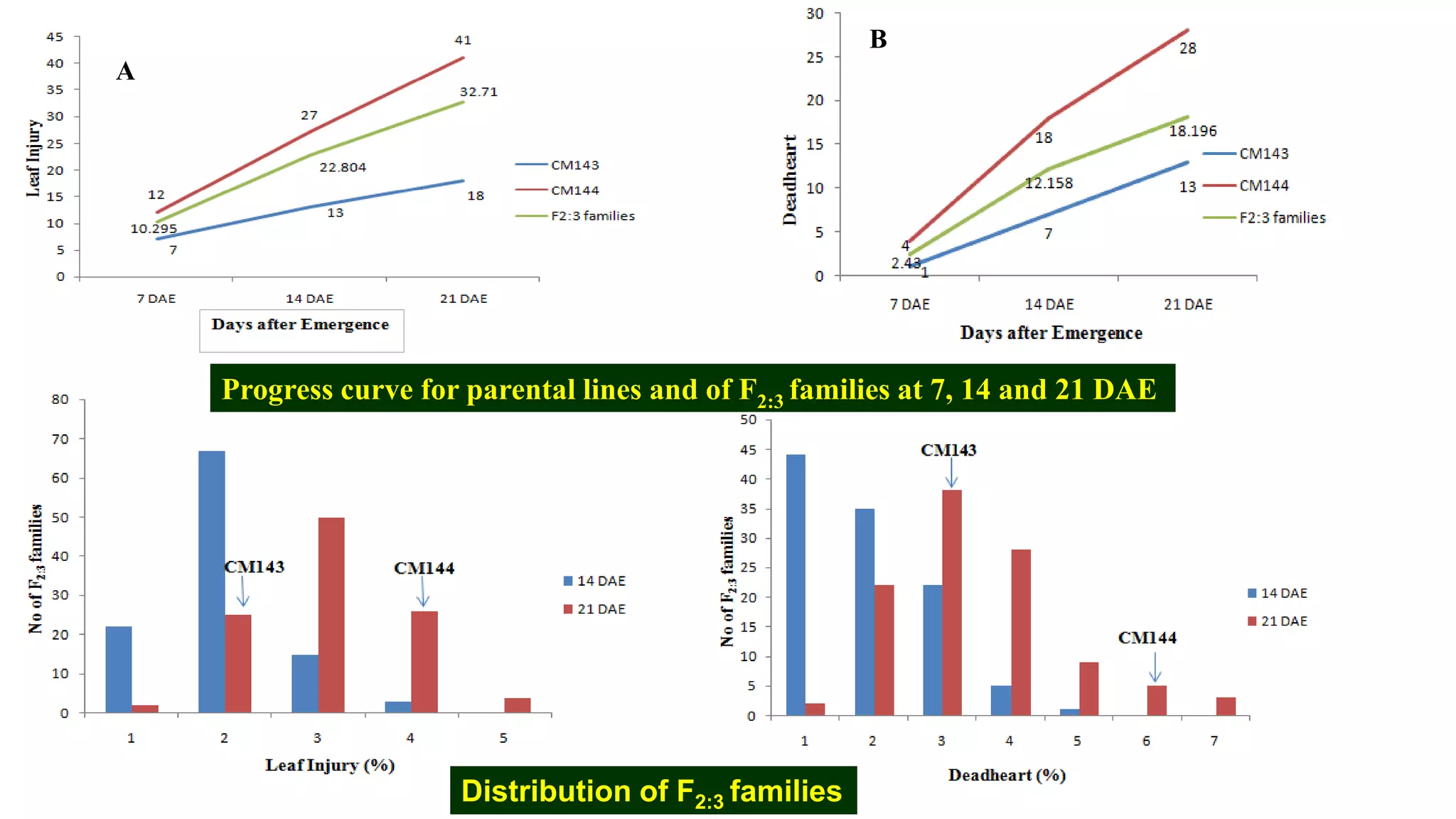 Distribution of F2:3 families
Progress curve for parental lines and of F2:3 families at 7, 14 and 21 DAE
A
B
 