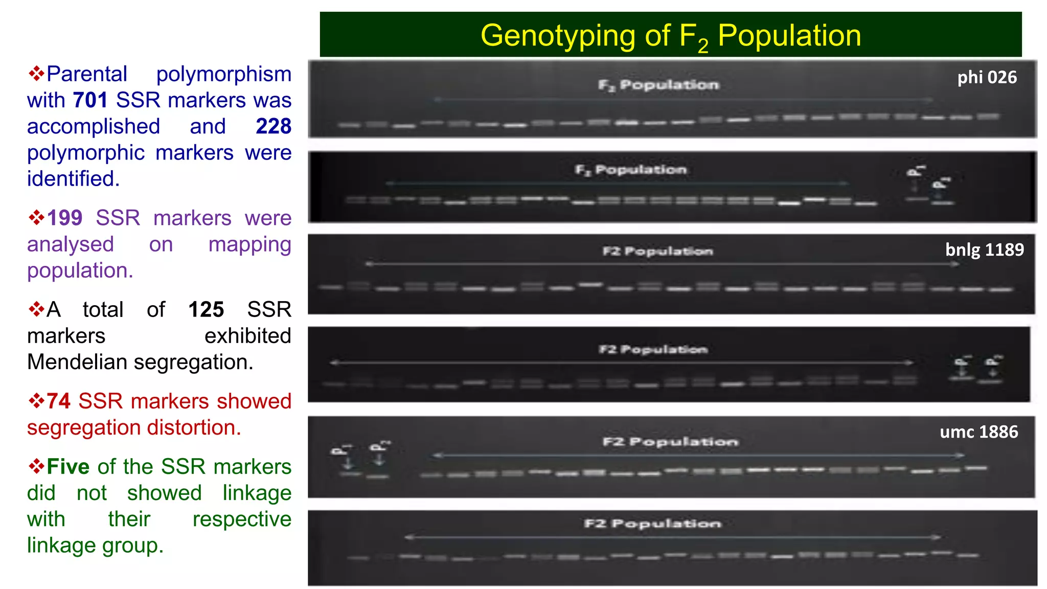 Genotyping of F2 Population
Parental polymorphism
with 701 SSR markers was
accomplished and 228
polymorphic markers were
identified.
199 SSR markers were
analysed on mapping
population.
A total of 125 SSR
markers exhibited
Mendelian segregation.
74 SSR markers showed
segregation distortion.
Five of the SSR markers
did not showed linkage
with their respective
linkage group.
umc 1886
bnlg 1189
phi 026
 