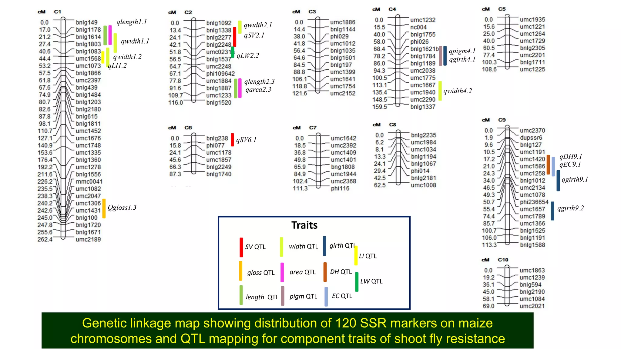 qlength1.1
qwidth1.1
qwidth1.2
Qgloss1.3
qlength2.3
qwidth2.1
qarea2.3
qSV2.1
qwidth4.2
qpigm4.1
qgirth4.1
qSV6.1
qgirth9.1
qDH9.1
qEC9.1
SV QTL
length QTL pigm QTL
area QTL
width QTL
gloss QTL
girth QTL
DH QTL
EC QTL
Traits
qgirth9.2
LI QTL
LW QTL
qLI1.2
qLW2.2
Genetic linkage map showing distribution of 120 SSR markers on maize
chromosomes and QTL mapping for component traits of shoot fly resistance
 