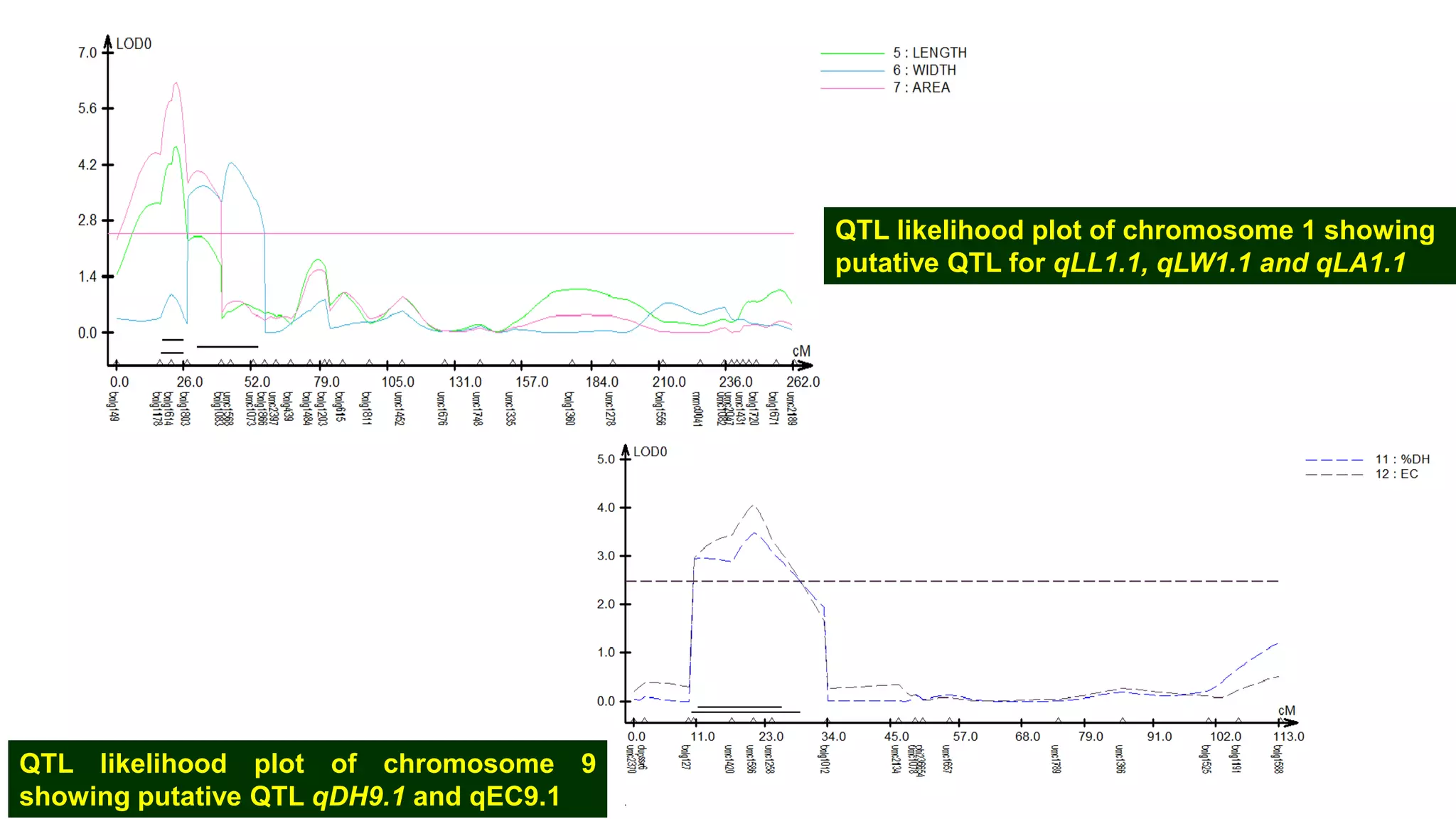 QTL likelihood plot of chromosome 9
showing putative QTL qDH9.1 and qEC9.1
QTL likelihood plot of chromosome 1 showing
putative QTL for qLL1.1, qLW1.1 and qLA1.1
 