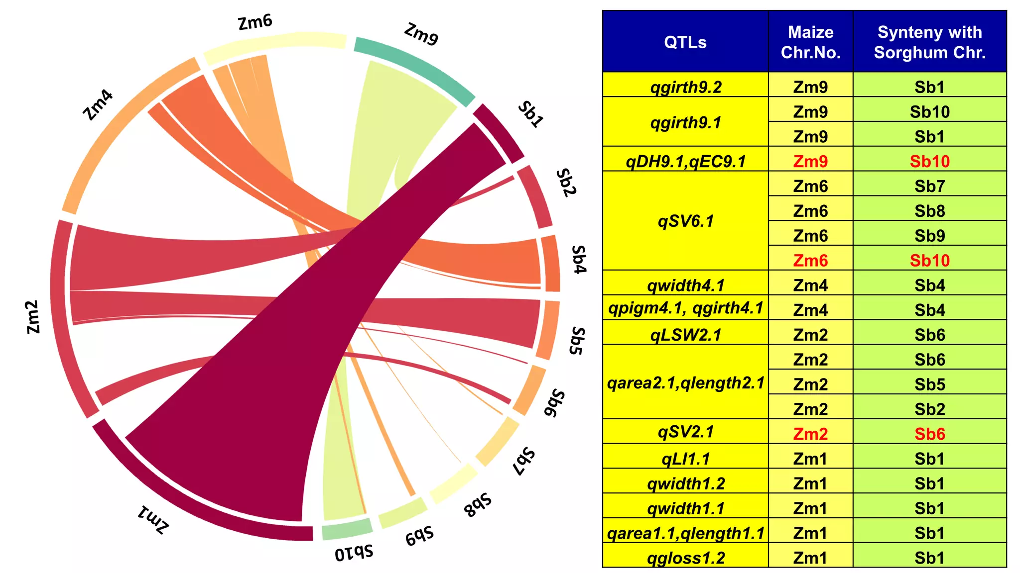 QTLs
Maize
Chr.No.
Synteny with
Sorghum Chr.
qgirth9.2 Zm9 Sb1
qgirth9.1
Zm9 Sb10
Zm9 Sb1
qDH9.1,qEC9.1 Zm9 Sb10
qSV6.1
Zm6 Sb7
Zm6 Sb8
Zm6 Sb9
Zm6 Sb10
qwidth4.1 Zm4 Sb4
qpigm4.1, qgirth4.1 Zm4 Sb4
qLSW2.1 Zm2 Sb6
qarea2.1,qlength2.1
Zm2 Sb6
Zm2 Sb5
Zm2 Sb2
qSV2.1 Zm2 Sb6
qLI1.1 Zm1 Sb1
qwidth1.2 Zm1 Sb1
qwidth1.1 Zm1 Sb1
qarea1.1,qlength1.1 Zm1 Sb1
qgloss1.2 Zm1 Sb1
 