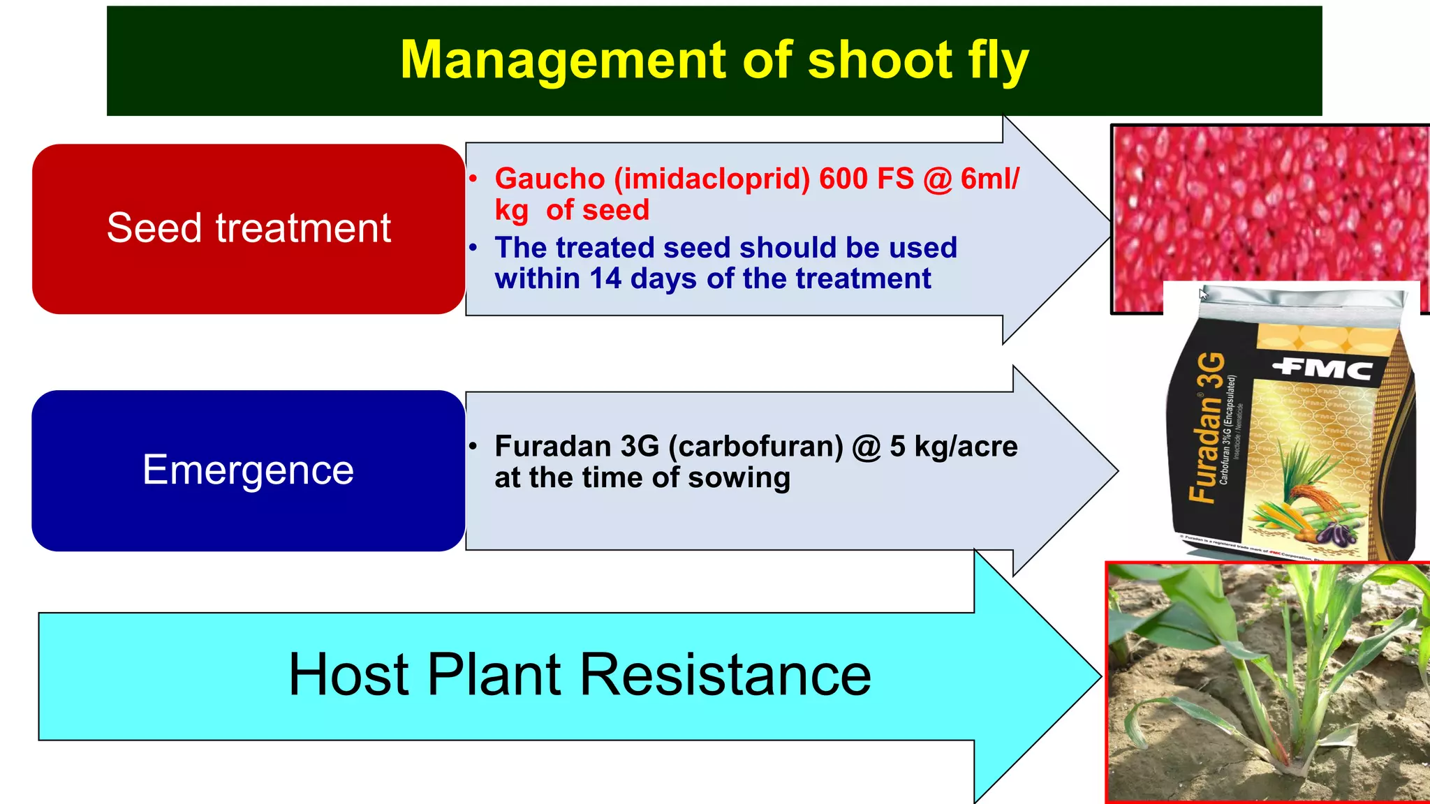 Management of shoot fly
eggs
• Gaucho (imidacloprid) 600 FS @ 6ml/
kg of seed
• The treated seed should be used
within 14 days of the treatment
Seed treatment
• Furadan 3G (carbofuran) @ 5 kg/acre
at the time of sowingEmergence
Host Plant Resistance
 