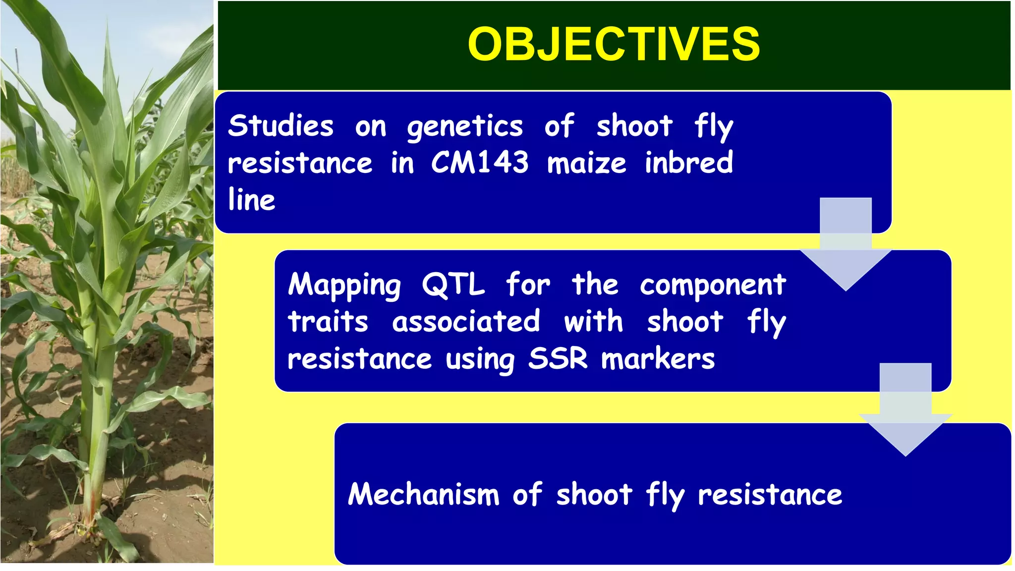 OBJECTIVES
Studies on genetics of shoot fly
resistance in CM143 maize inbred
line
Mapping QTL for the component
traits associated with shoot fly
resistance using SSR markers
Mechanism of shoot fly resistance
 