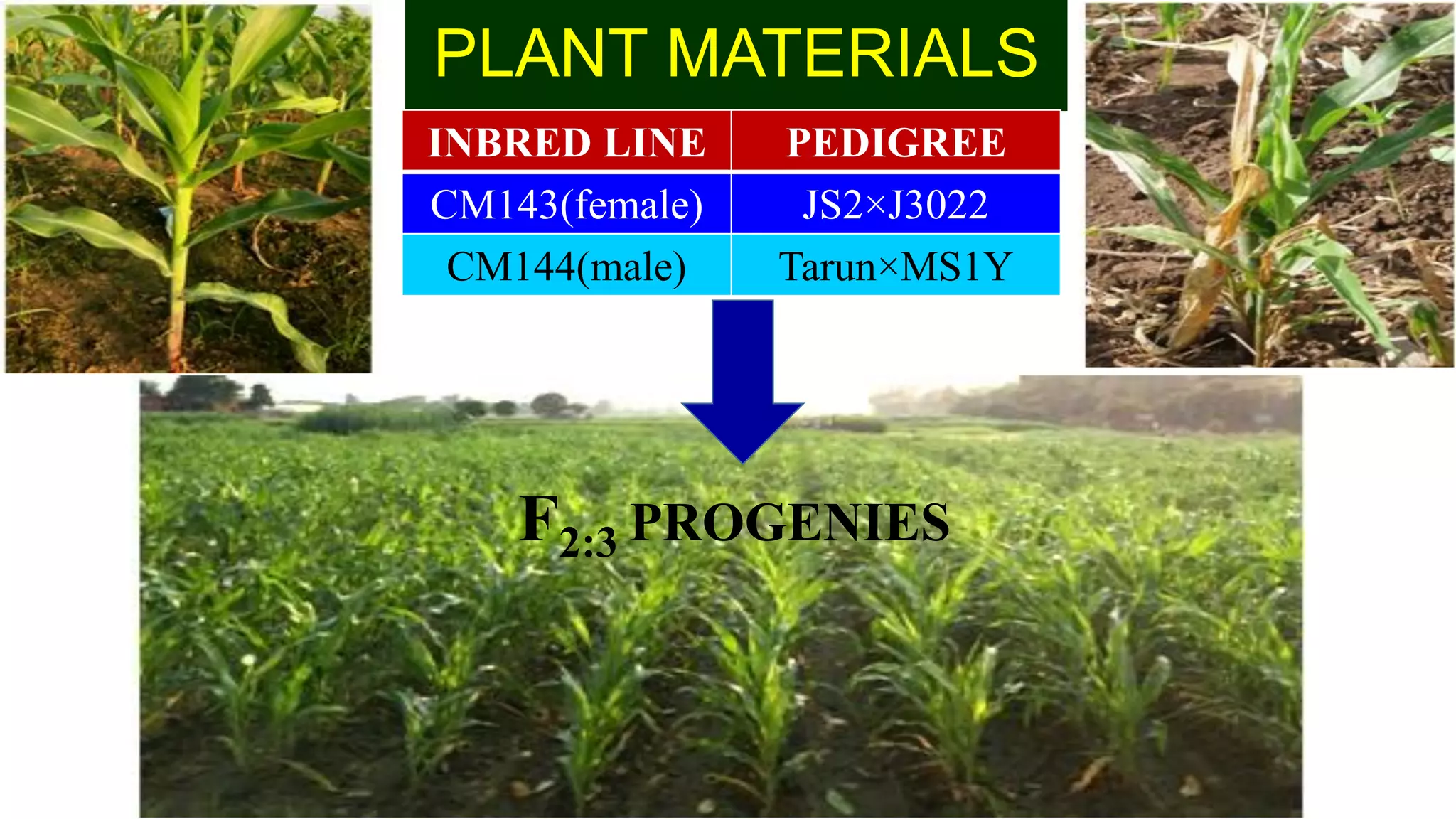 PLANT MATERIALS
INBRED LINE PEDIGREE
CM143(female) JS2×J3022
CM144(male) Tarun×MS1Y
F2:3 PROGENIES
 