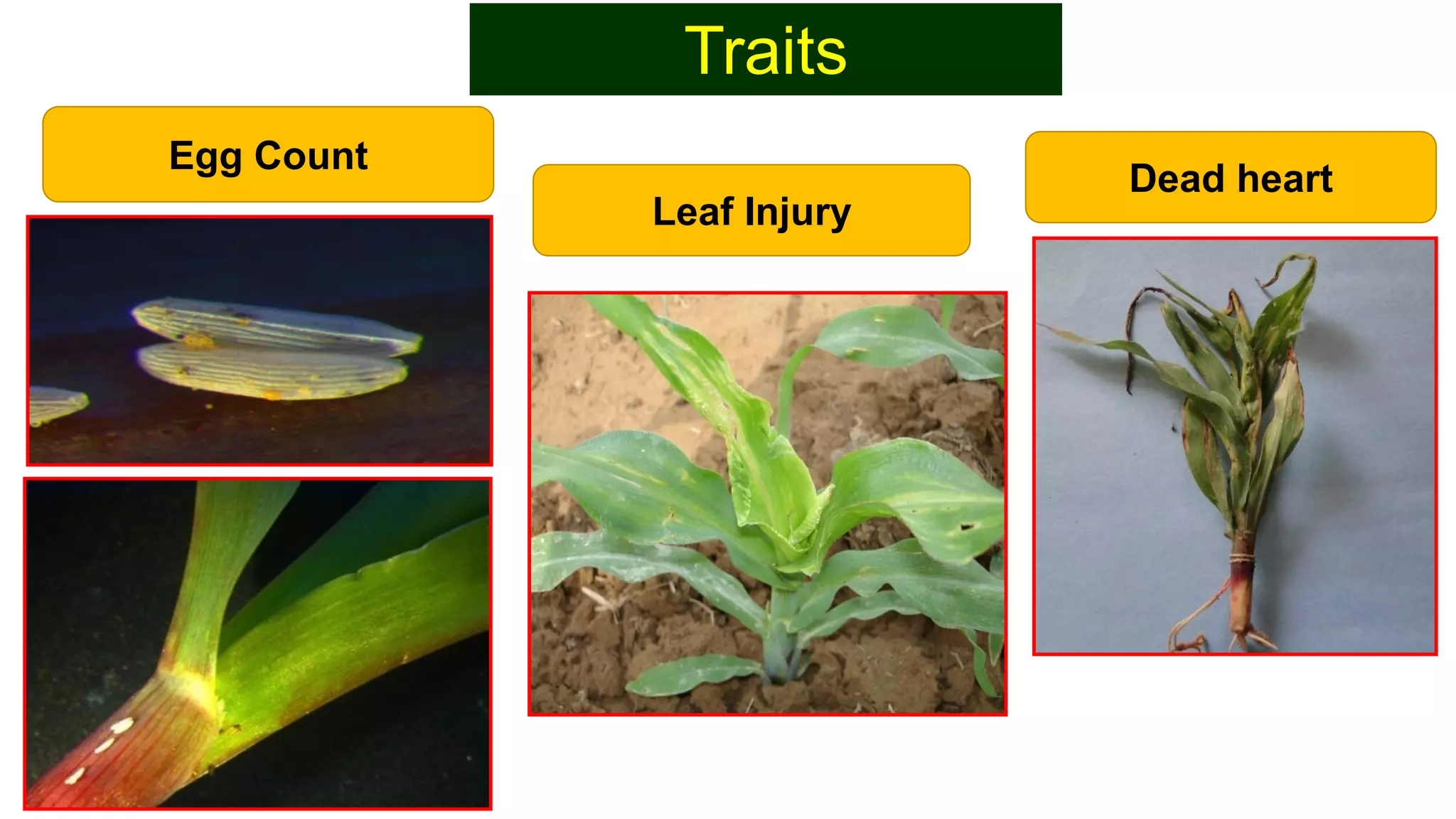 Traits
Egg Count
Leaf Injury
Dead heart
 