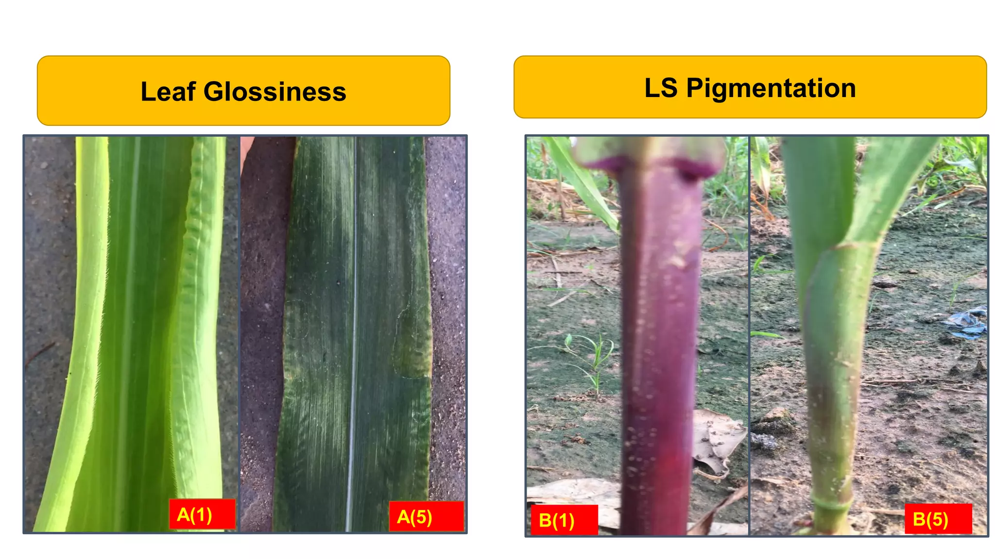 Leaf Glossiness
A(1) A(5)
11
B(1) B(5)
LS Pigmentation
 