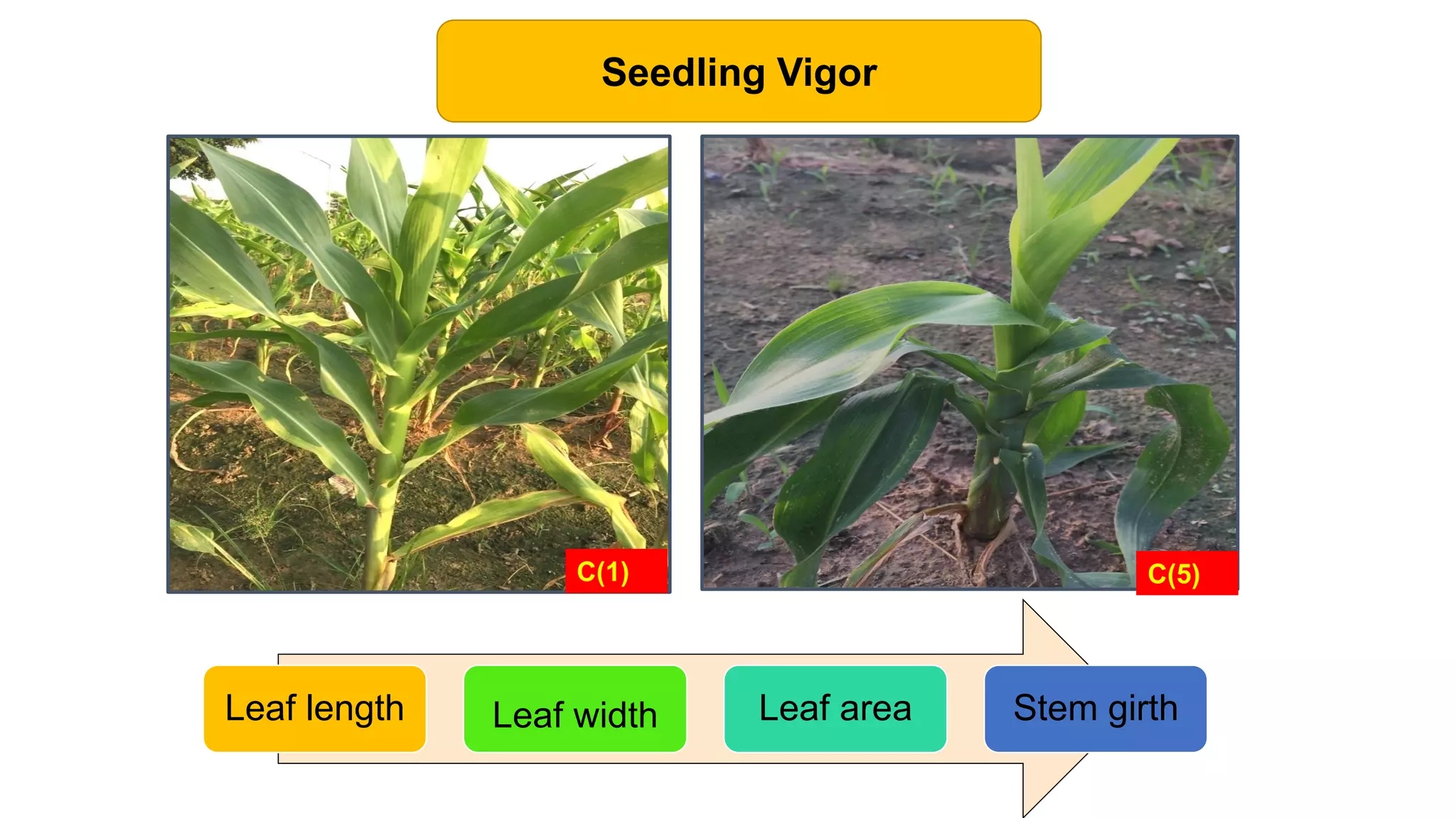 C(1) C(5)
Seedling Vigor
Leaf length Leaf width Leaf area Stem girth
 