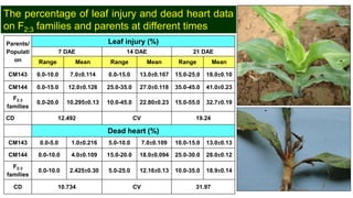 Identification of quantitative trait loci for resistance to shoot fly ...