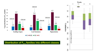 Identification of quantitative trait loci for resistance to shoot fly ...