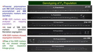 Identification of quantitative trait loci for resistance to shoot fly ...