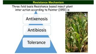 Identification of quantitative trait loci for resistance to shoot fly ...