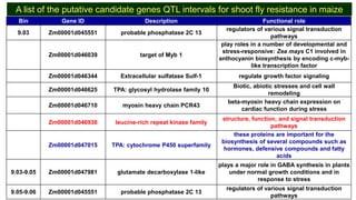 Identification of quantitative trait loci for resistance to shoot fly ...