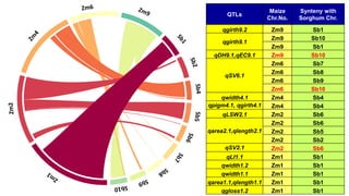 Identification of quantitative trait loci for resistance to shoot fly ...