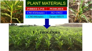 Identification of quantitative trait loci for resistance to shoot fly ...