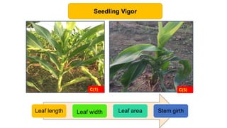 Identification of quantitative trait loci for resistance to shoot fly ...