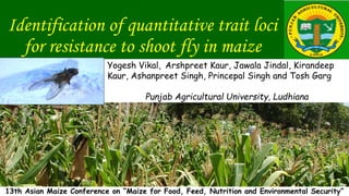 Identification of quantitative trait loci
for resistance to shoot fly in maize
13th Asian Maize Conference on “Maize for Food, Feed, Nutrition and Environmental Security”
Yogesh Vikal, Arshpreet Kaur, Jawala Jindal, Kirandeep
Kaur, Ashanpreet Singh, Princepal Singh and Tosh Garg
Punjab Agricultural University, Ludhiana
 