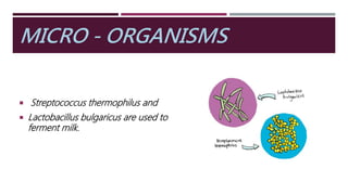 MICRO - ORGANISMS
 Streptococcus thermophilus and
 Lactobacillus bulgaricus are used to
ferment milk.
 