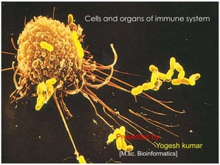 Cells and organs of immune system
 Cells and organs of immune system




         Presented by
                    Yogesh kumar
          [M.sc. Bioinformatics 1st sem]
                 Bioinformatics]
 