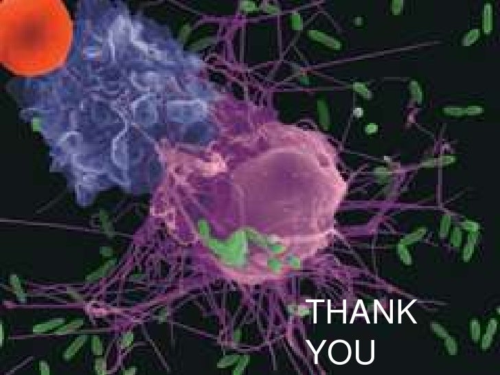 cells of immune system