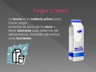 Yogur casero La leche es la materia prima para hacer yogur.  La leche se saca de la vaca y tiene azúcares que, además de alimentarnos, también alimentan a las bacterias. 