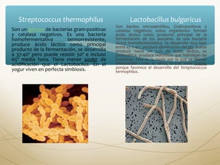 Streptococcus thermophilus Lactobacillus bulgaricus 
Son un género de bacterias gram-positivas 
y catalasa negativos. Es una bacteria 
homofermentativa termorresistente, 
produce ácido láctico como principal 
producto de la fermentación, se desarrolla 
a 37-40º pero puede resistir 50º e incluso 
65º media hora. Tiene menor poder de 
acidificación que el Lactobacilus. En el 
yogur viven en perfecta simbiosis. 
Son bacilos microaerófilos, Gram-positivos y 
catalasa negativos, estos organismos forman 
ácido láctico como producto principal de la 
fermentación de los azúcares. es una bacteria 
láctea homofermentativa. Se desarrolla muy bien 
entre 42 y 45º, produce disminución del pH, puede 
producir hasta un 2,7% de ácido láctico, es 
proteolítica, produce hidrolasas que hidrolizan las 
proteínas. Esta es la razón por la que se liberan 
aminoácidos como la valina, la cual tiene interés 
porque favorece el desarrollo del Streptococcus 
termophilus. 
 