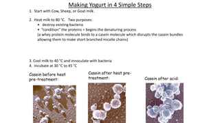 Making Yogurt in 4 Simple Steps
1. Start with Cow, Sheep, or Goat milk.
Casein before heat
pre-treatment:
Casein after heat pre-
treatment: Casein after acid:
2. Heat milk to 80 °C. Two purposes:
• destroy existing bacteria
• “condition” the proteins = begins the denaturing process
(a whey protein molecule binds to a casein molecule which disrupts the casein bundles
allowing them to make short branched micelle chains)
3. Cool milk to 40 °C and innoculate with bacteria
4. Incubate at 30 °C to 45 °C
 
