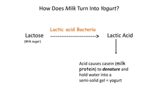 Lactose
Lactic acid Bacteria
------------------------->
Acid causes casein (milk
protein) to denature and
hold water into a
semi-solid gel = yogurt
(Milk sugar)
How Does Milk Turn Into Yogurt?
Lactic Acid
 