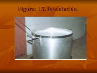 Figura; 13. Inoculación.  