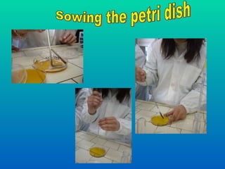 Sowing the petri dish  